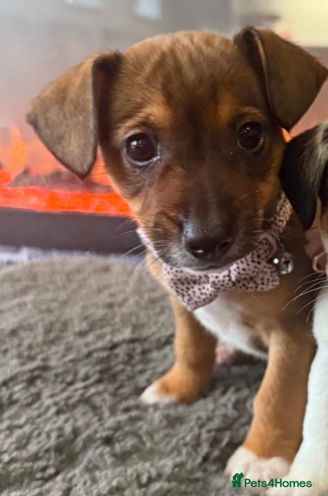 Jack Russell dogs for sale: Jack Russell puppy  - Image 3