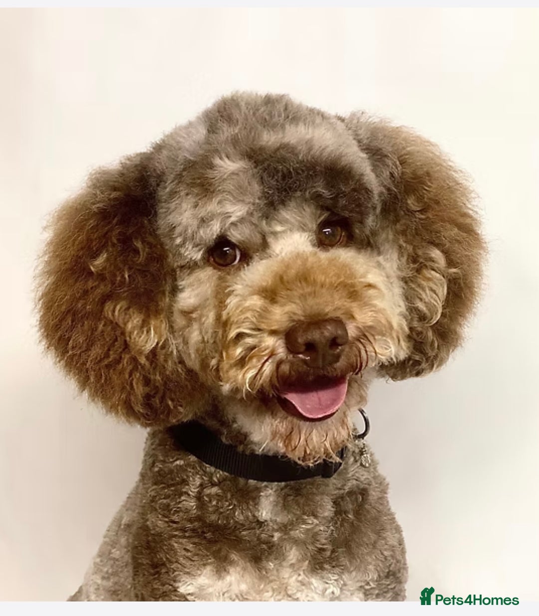 Labradoodle dogs for sale: Miniature Labradoodles - Image 4