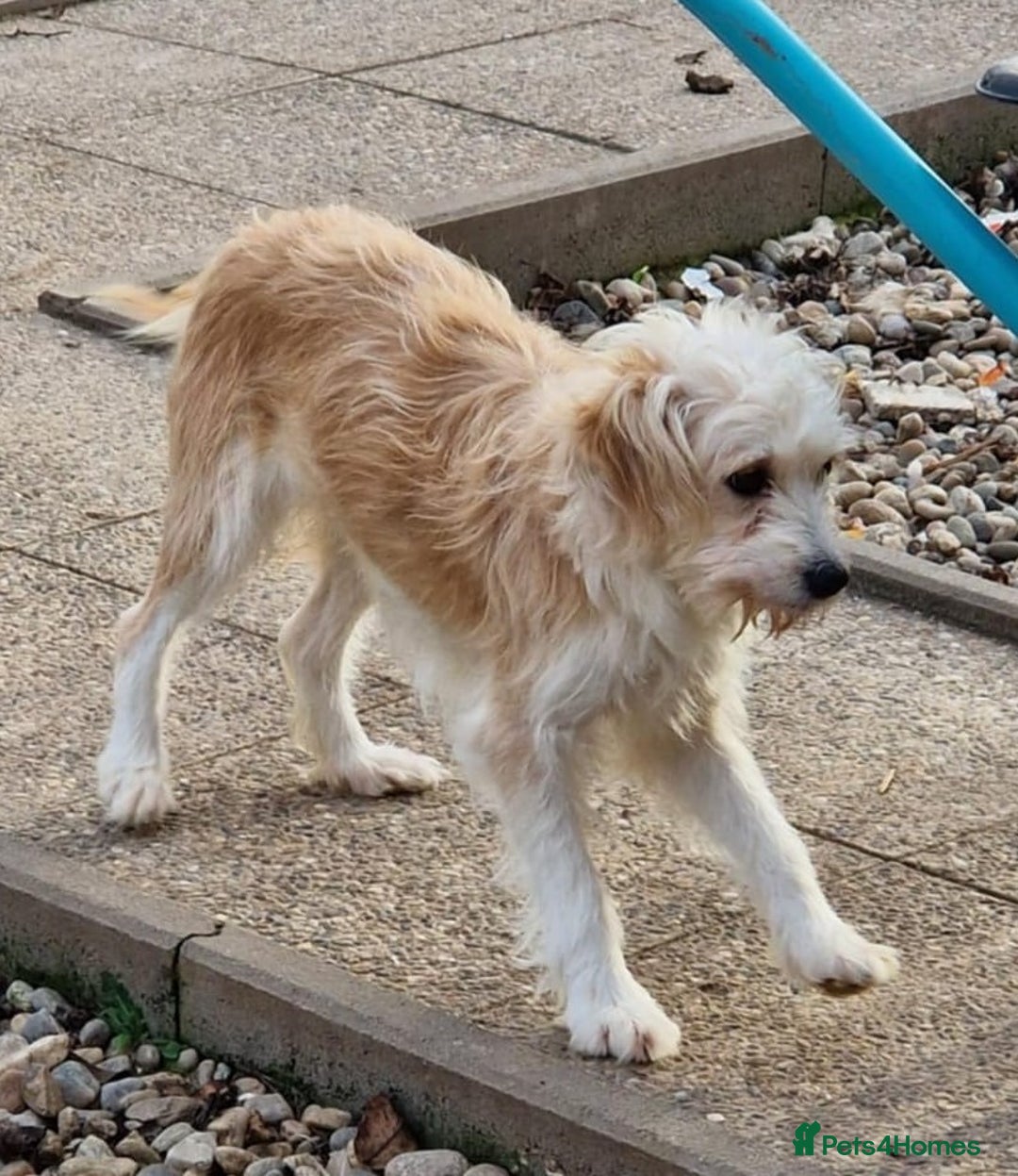 Mixed Breed dogs for adoption: 🌼 Meet Chrissy 🌼 A gentle soul for a Loving Home - Advert 1