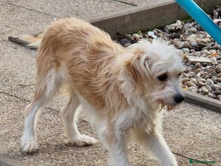 Mixed Breed dogs 🌼 Meet Chrissy 🌼 A gentle soul for a Loving Home - Advert 4