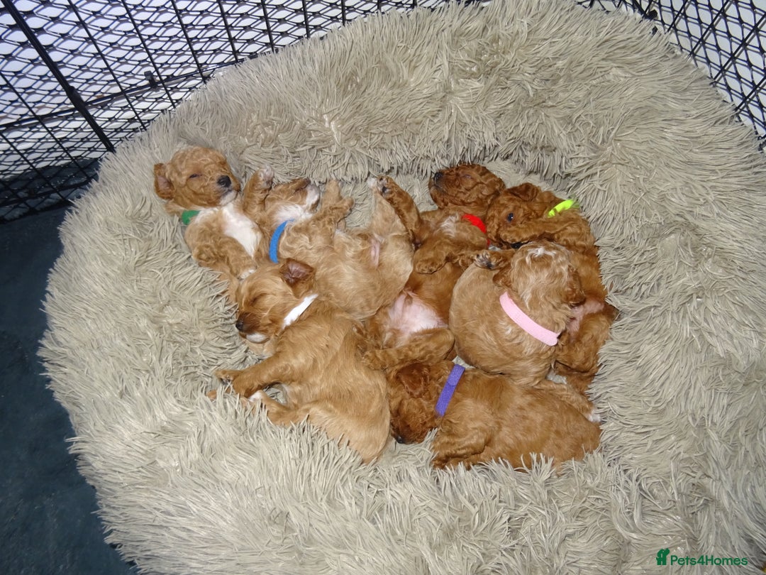 Maltipoo dogs for sale: 🐾 F1b Maltipoo Puppies – Ready Early January 🐾 - Advert 6
