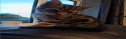 Mixed Breed cats for sale: Tabby babies - Advert 4