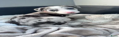 Lurcher 1