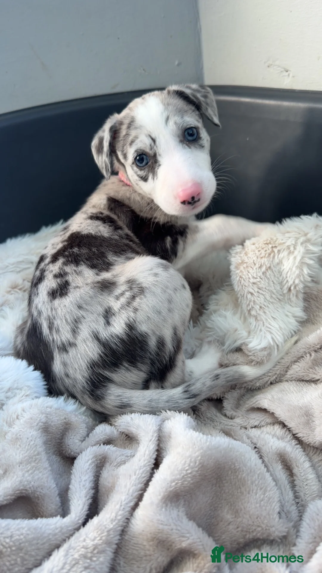 Lurcher dogs for sale: Merle Lurcher  - Advert 3