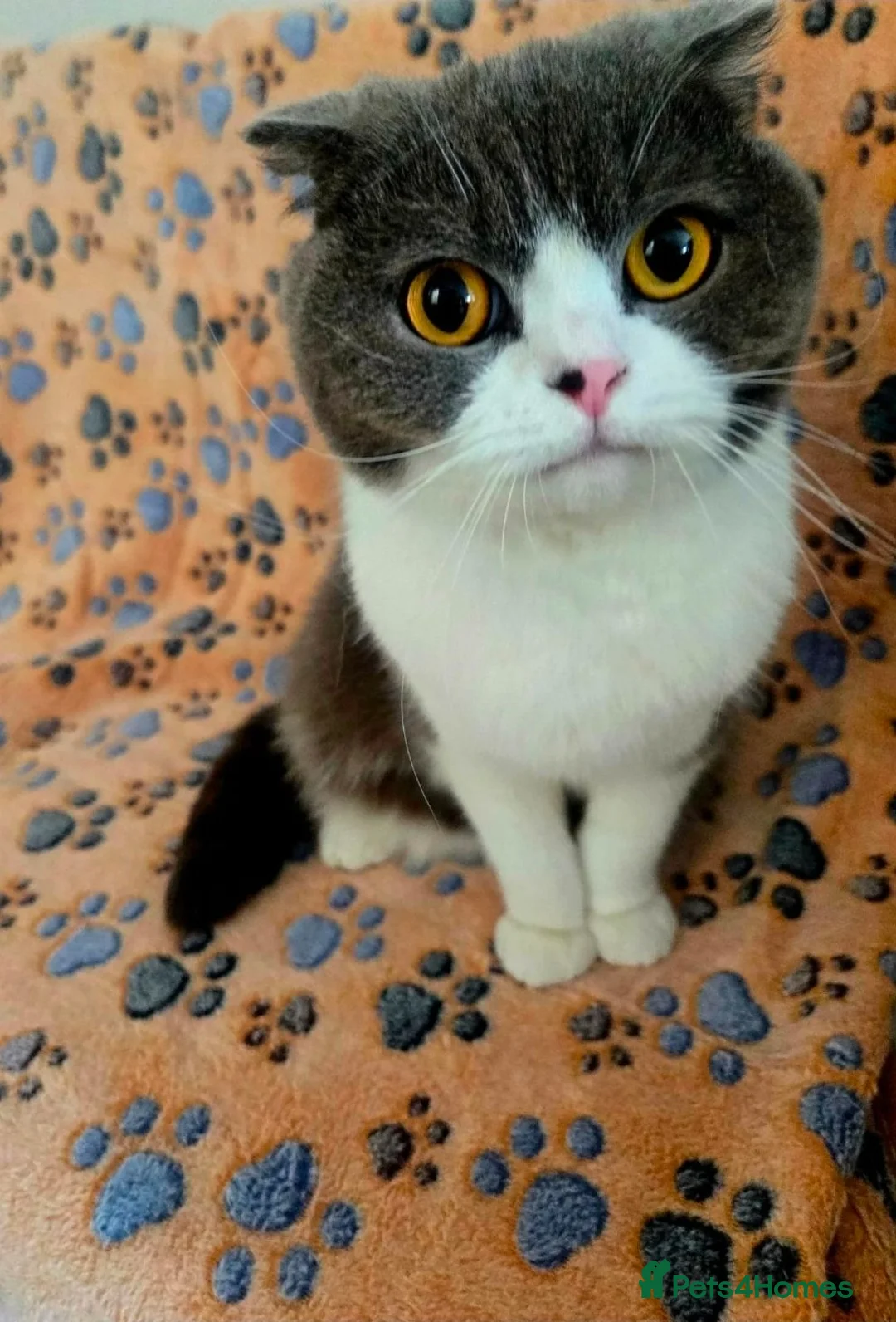 Scottish Fold cats for sale: 🐾 Stunning Scottish Fold — Ember, 2 Years Old - Advert 7