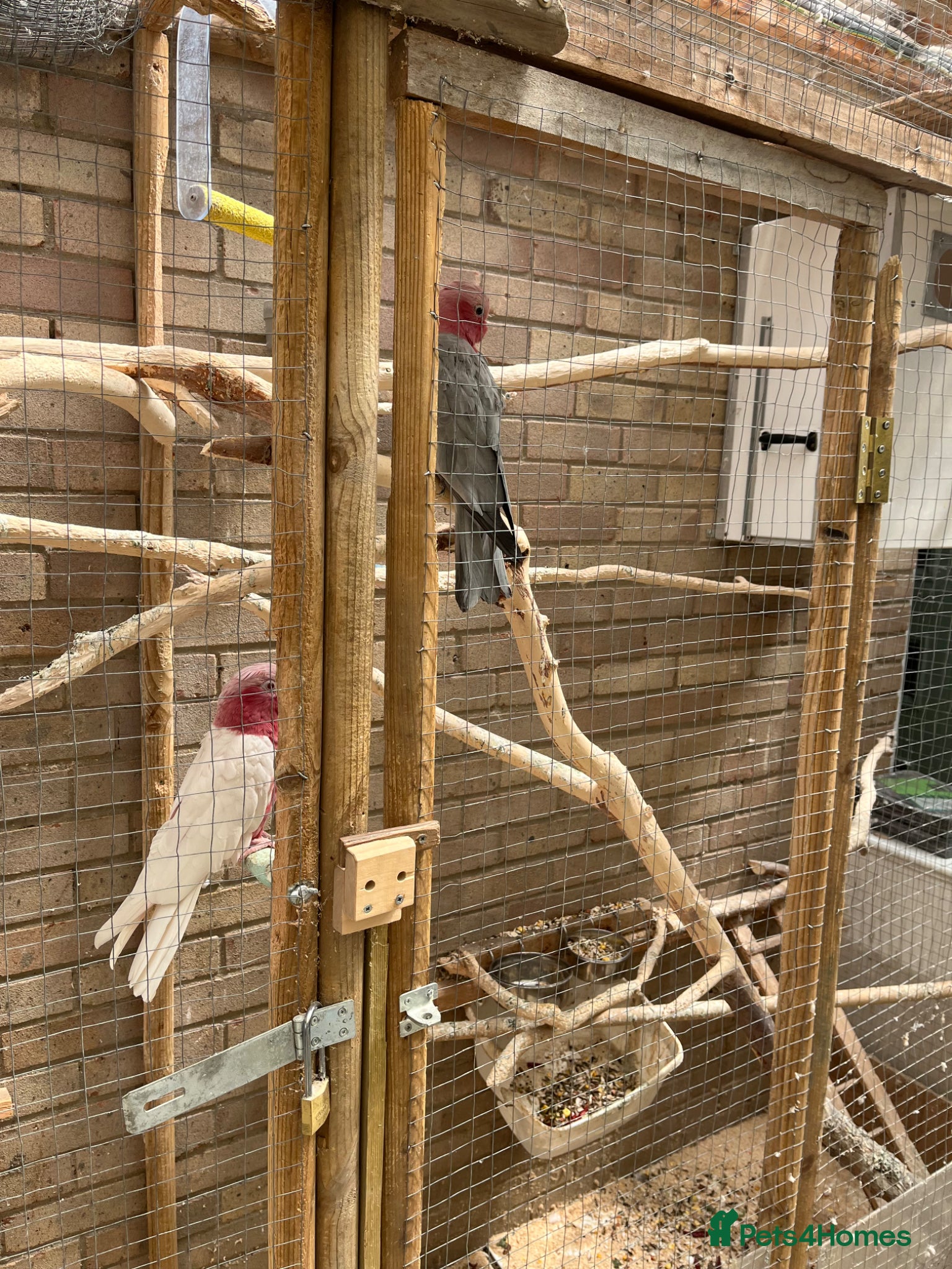 Cockatoo birds for sale: Male & female Galah in Harwich - Advert 12