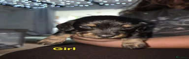 Doxiepoo 5