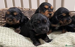 Cocker Spaniel dogs for sale: KC RIZI-BIZI show type European show champ lines - Image 8