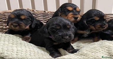 Cocker Spaniel dogs - Advert 5