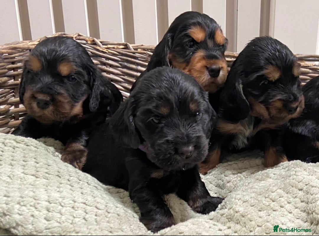 Cocker Spaniel dogs for sale: KC RIZI-BIZI show type European show champ lines - Image 8