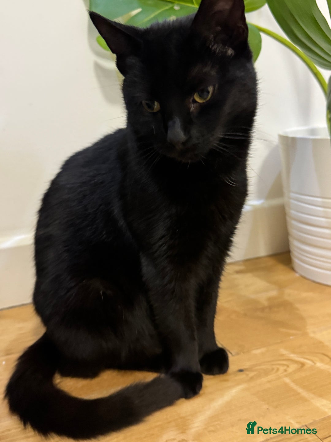 British Shorthair cats for sale: 2 beautiful black cats needing homes - Advert 2