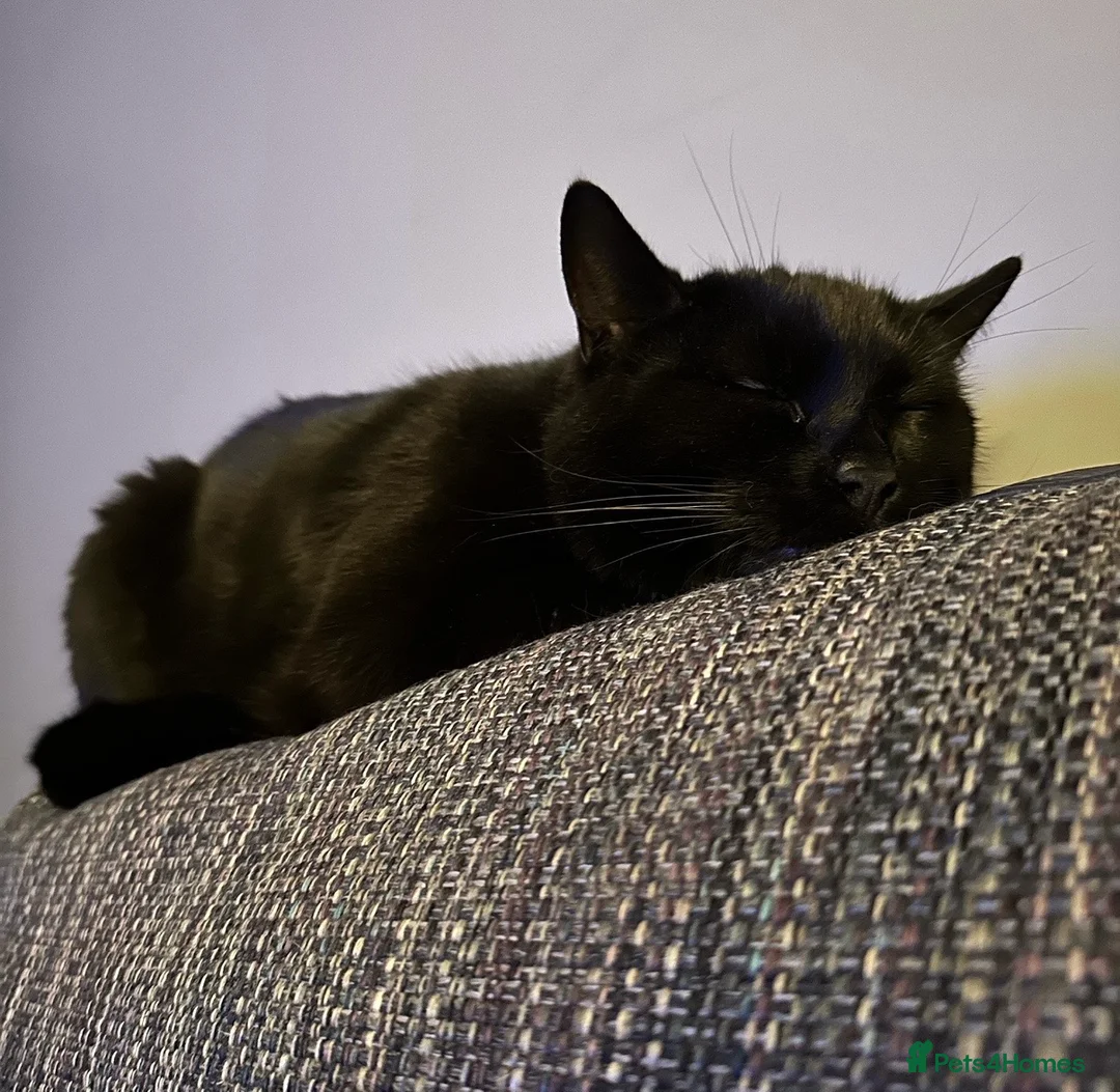 Domestic Shorthair cats for sale: Louie  in Northwich - Advert 2