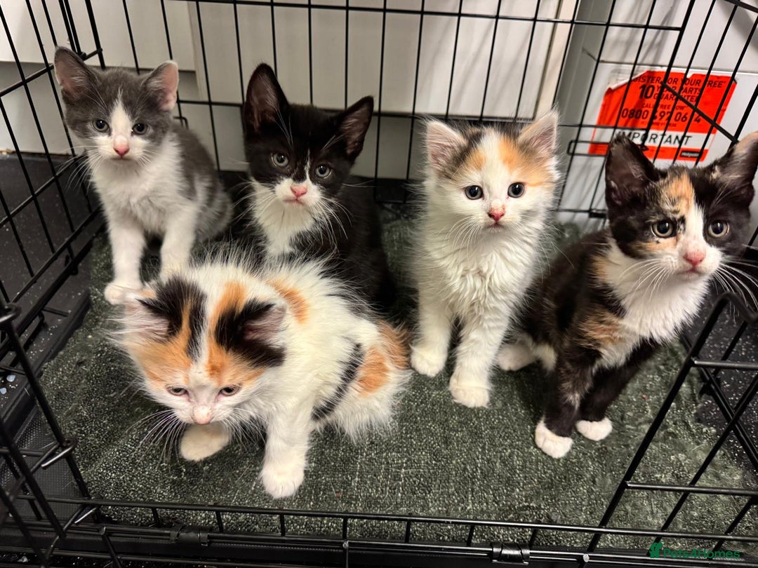 Mixed Breed cats for sale: Just 1 beautiful grey&white kitten left Ready Now - Advert 4