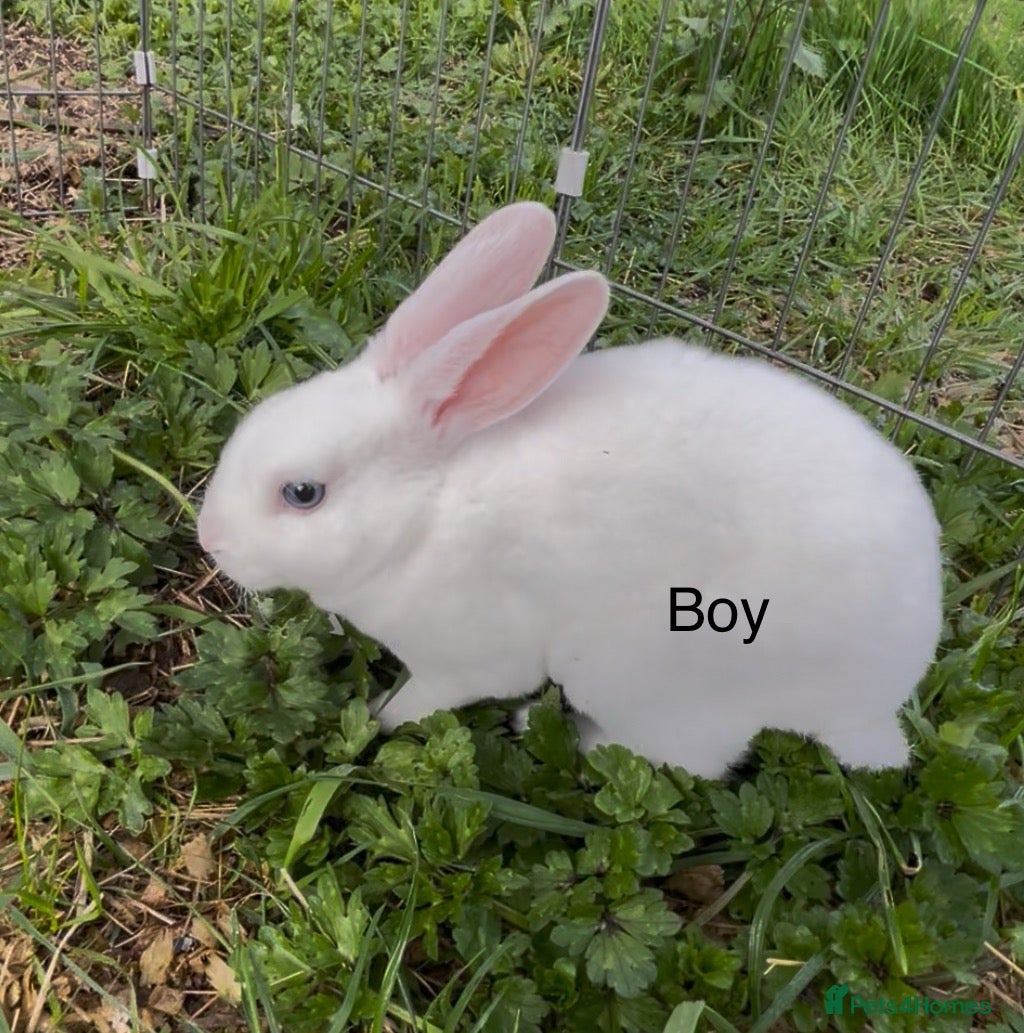 Rex rabbits 💙last male mini Rex💙 - Advert 6