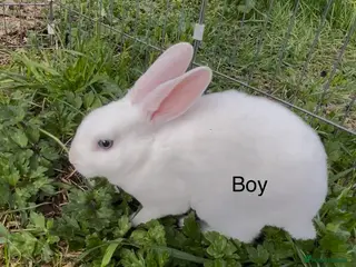 Rex rabbits 💙last male mini Rex💙 - Advert 6