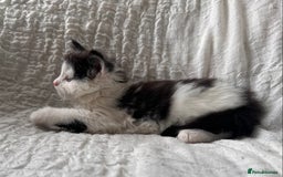 Maine Coon cats for sale: GORGEOUS MAINE COON KITTENS - Image 29