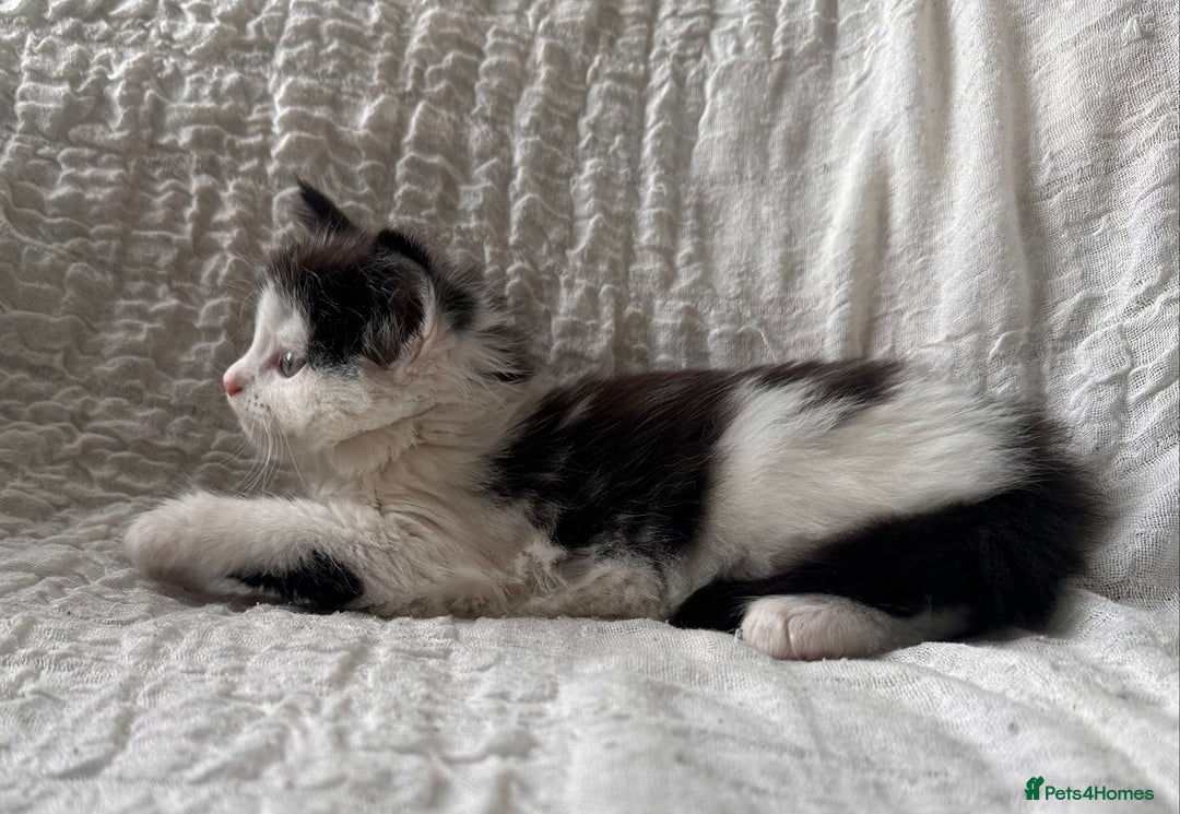 Maine Coon cats for sale: GORGEOUS MAINE COON KITTENS - Image 29