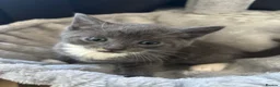 Mixed Breed cats for sale: 3 Beautiful Kittens 1 Grey 2 Tabby Ready for Home in London - Advert 9