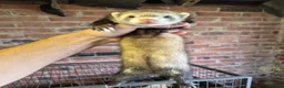 Ferret rodents for sale: Ferrets silver jills x2  - Advert 11
