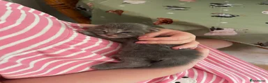 Rosie 