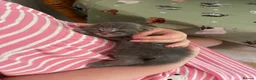 Ragdoll cats for sale: Unique Ragdoll Kittens - health tested parents - Advert 8