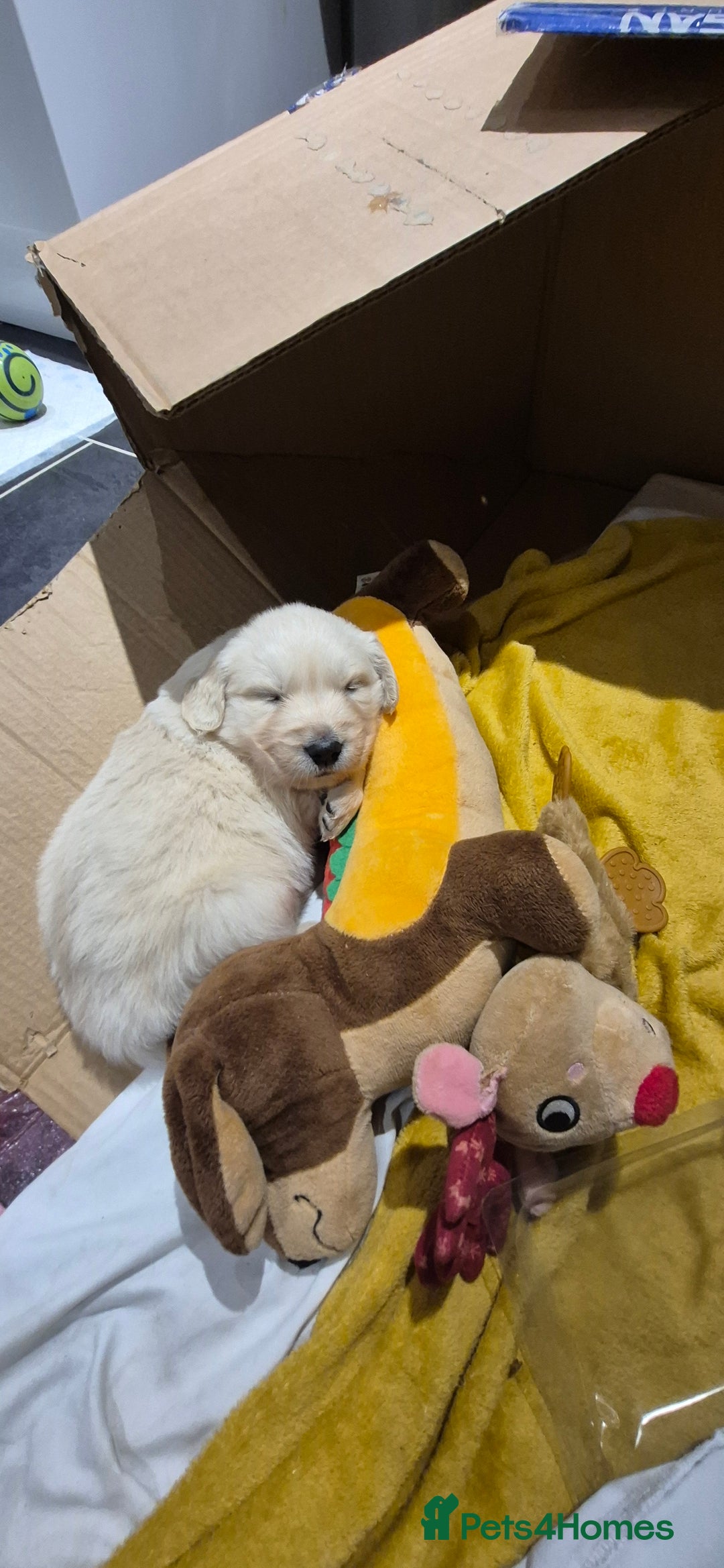 Golden Retriever dogs for sale: Golden retriever beautiful cream puppies - Advert 5