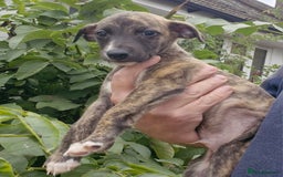 Whippet dogs for sale: Five Star KC Whippet BOY - Reduced! - Image 7