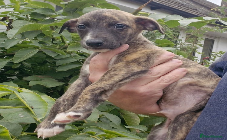 Whippet dogs - Advert 5