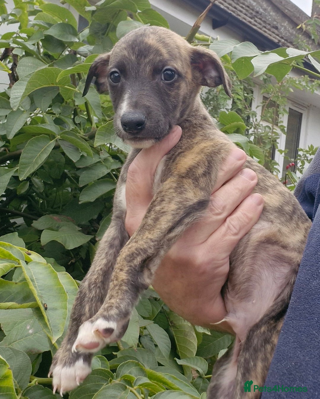 Whippet dogs for sale: Five Star KC Whippet BOY - Reduced! - Image 7