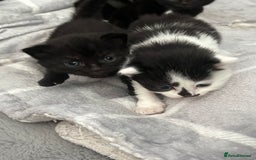 British Shorthair cats for sale: British shorthair/ tuexedo kittens  - Image 3