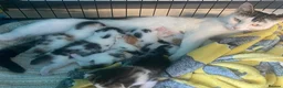 Mixed Breed cats for sale: 6 kittens for sale  in Wolverhampton - Advert 8