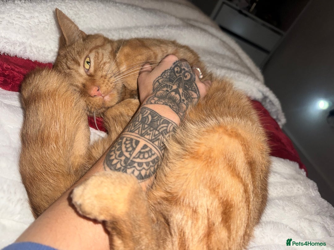 Domestic Shorthair cats for sale: Looking for a caring forever home  - Advert 2