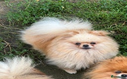 Pomeranian dogs for sale: Amazing KC pom puppies. Really tiny  - Advert 4