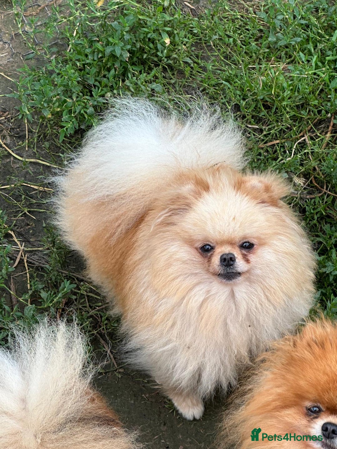 Pomeranian dogs for sale: Amazing KC pom puppies. Really tiny  - Advert 4