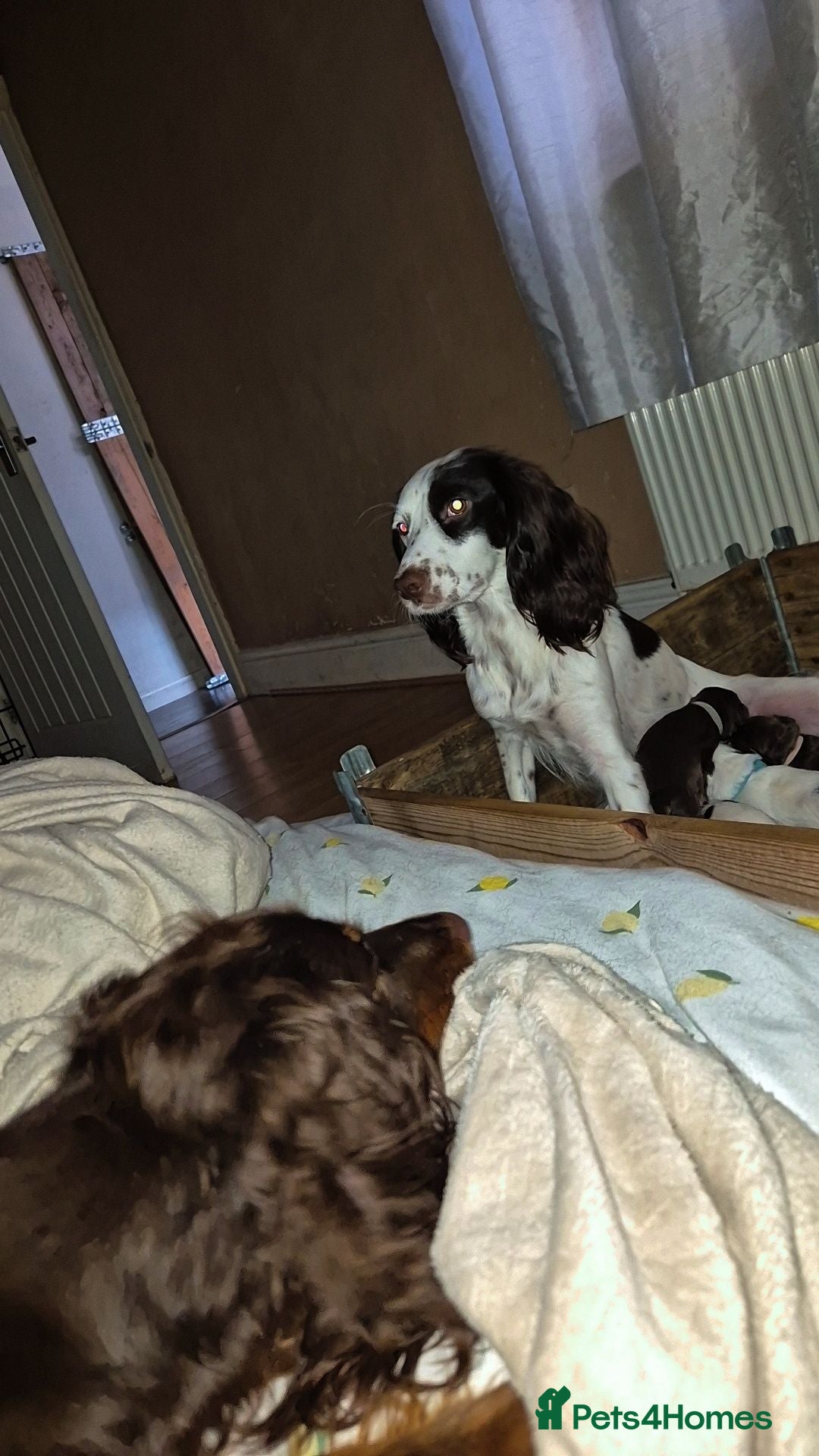 Sprocker dogs Sprockerspaniel pups for sale  - Advert 4