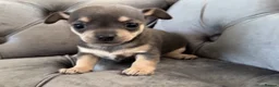Chiweenie dogs for sale: Chiweenie pup. Chihuahua cross dachshund  in Croydon - Advert 5