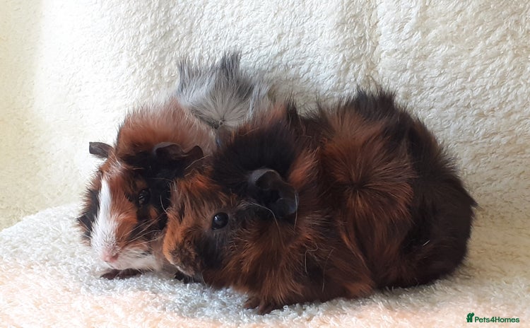 Guinea Pig rodents - Advert 17