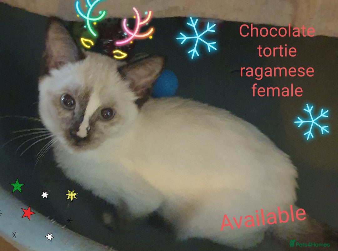 Mixed Breed cats for sale: Ragamese Kittens Unique and Delightful  - Advert 3