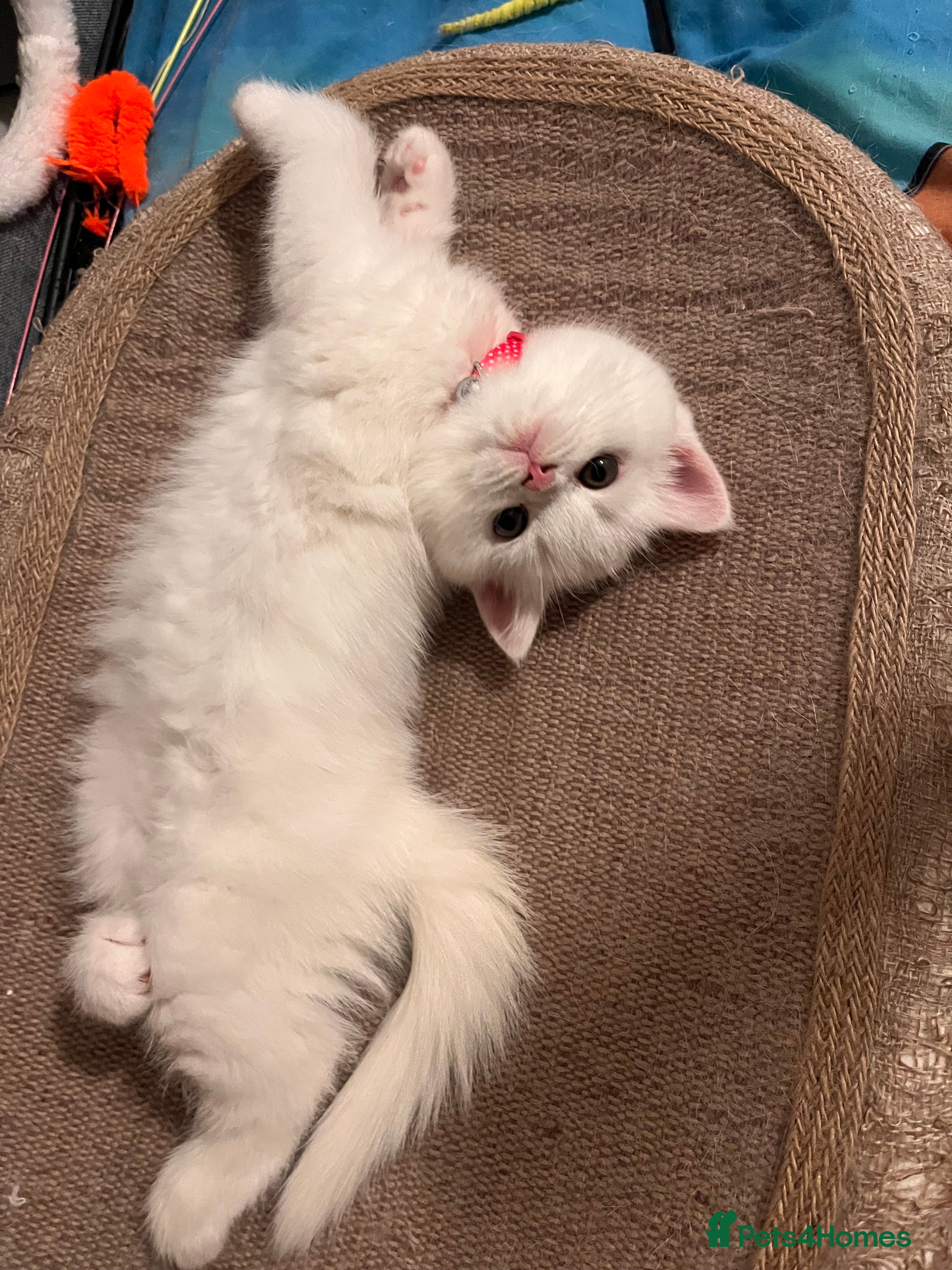 Scottish Fold cats 🐾Scottish Fold Kittens 🐾  White Little Angels - Advert 5