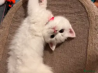 Scottish Fold cats 🐾Scottish Fold Kittens 🐾 White Little Angels - Advert 4