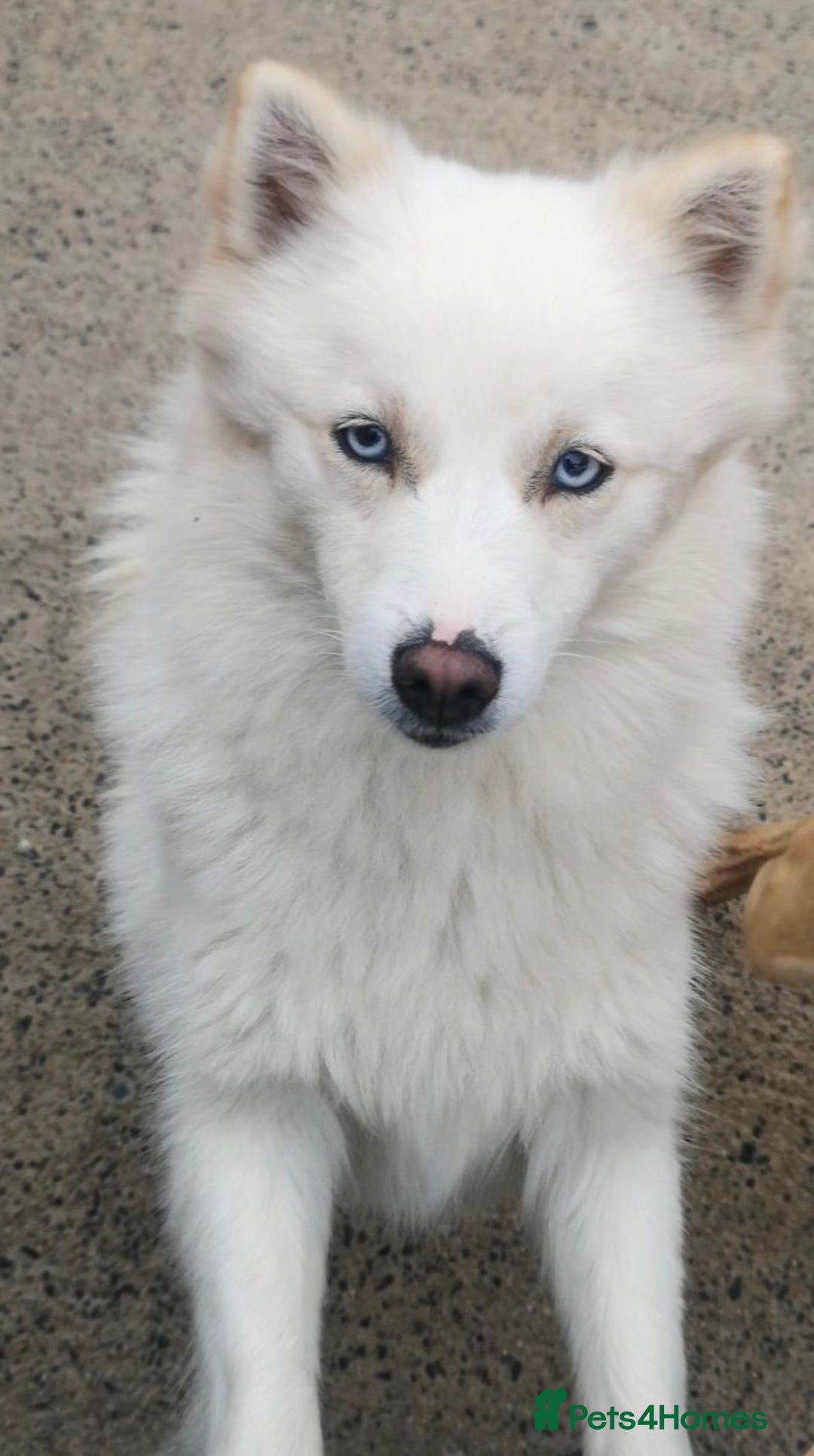 Pomsky dogs for sale: Beautiful pomsky boy - Advert 4