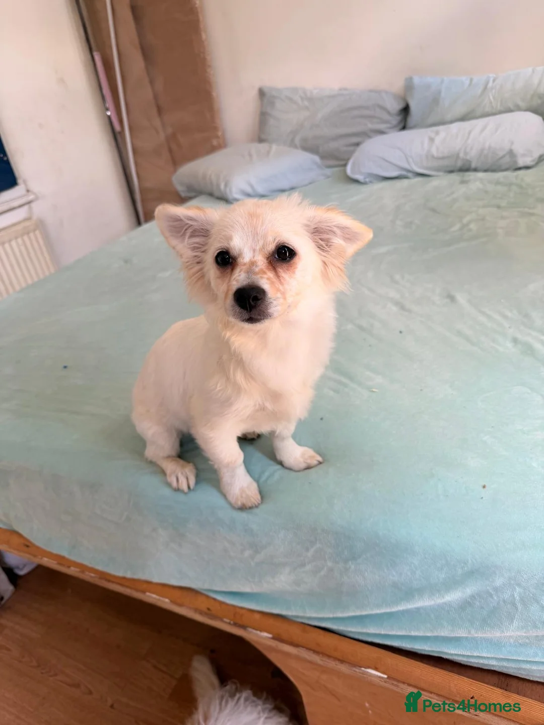 Mixed Breed dogs for sale: Beautiful maltese mix girl - Advert 2
