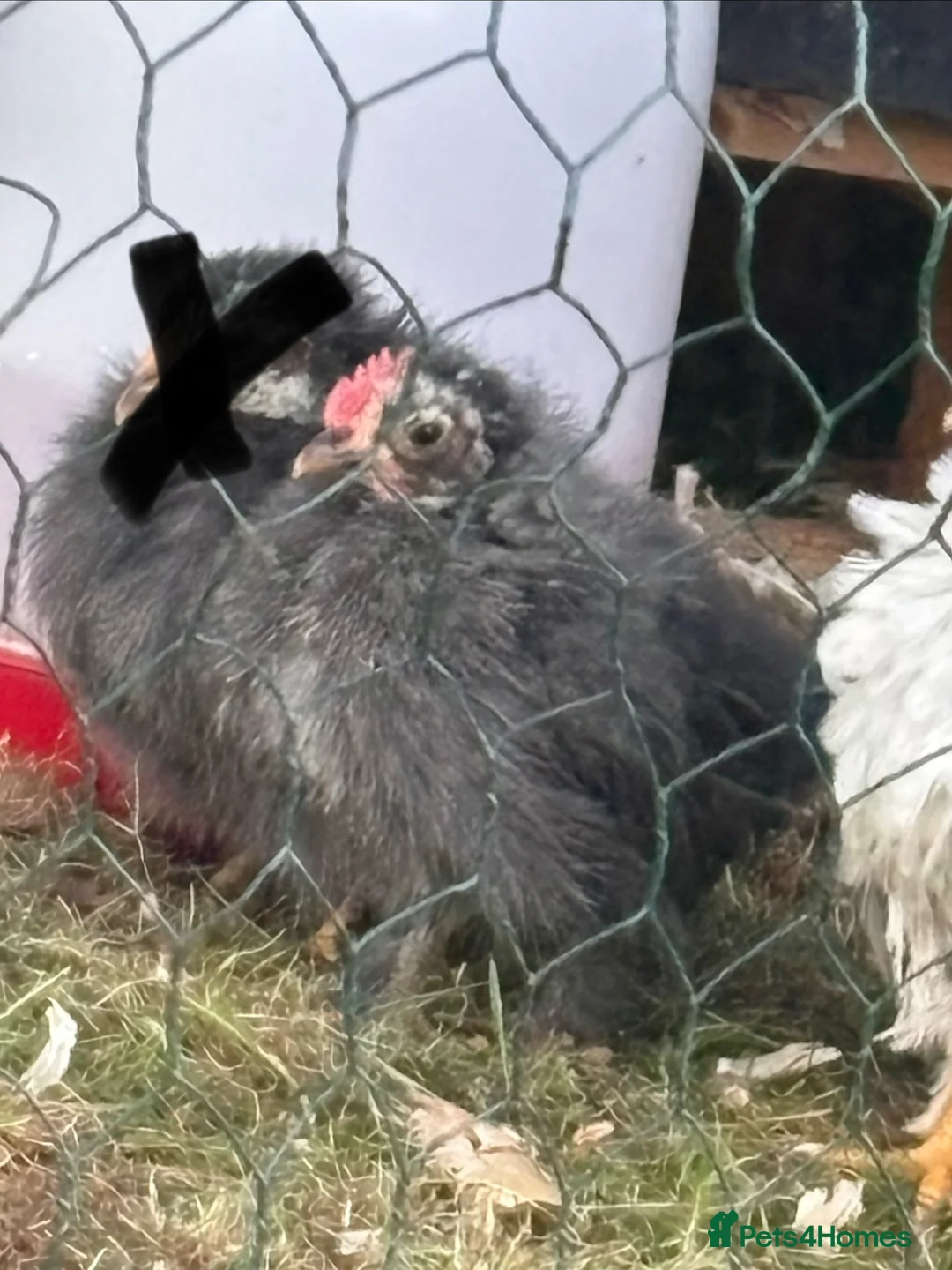 Chickens poultry for sale: 8-week-old cockerals  in Southam - Advert 5