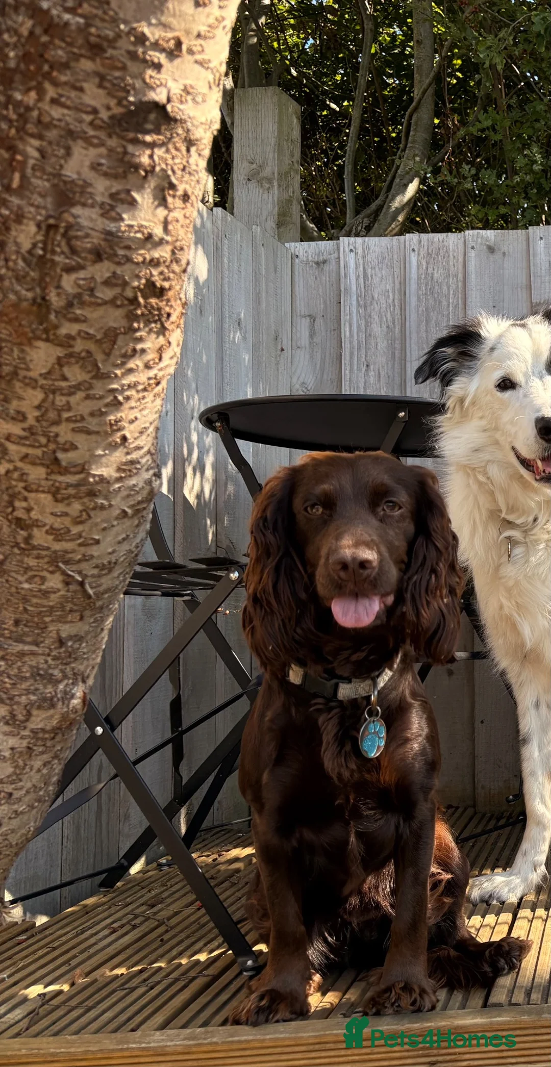 Cocker Spaniel dogs for sale: Cocker Spaniel Puppies in Bristol - Advert 9