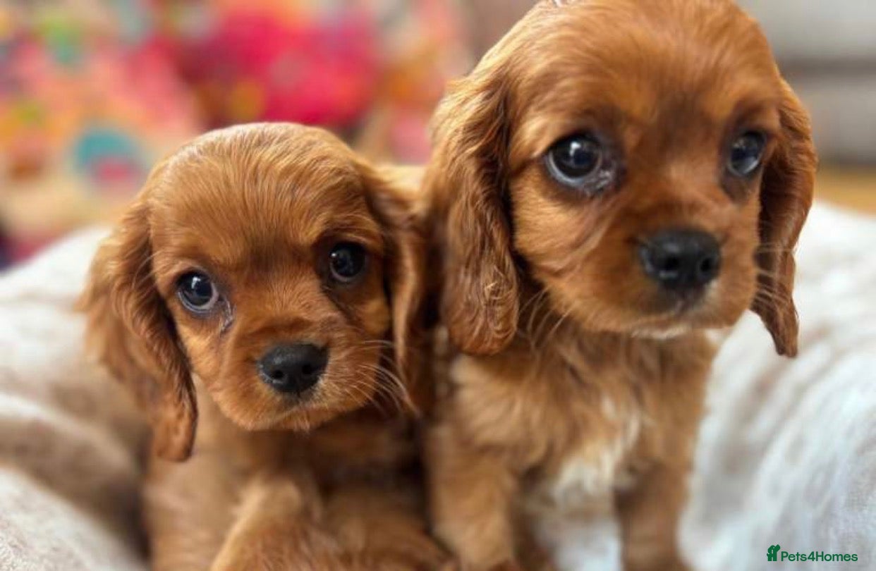 Cavalier King Charles Spaniel dogs Ruby Cavalier King Charles Spaniel Puppy - Advert 1