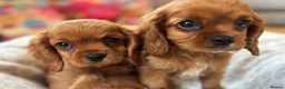 Cavalier King Charles Spaniel dogs for sale: Ruby Cavalier King Charles Spaniel Puppy in London - Advert 1
