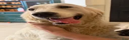 Golden Retriever dogs for sale: Beautiful KC Registered Golden Retriever Puppies in Wisbech - Advert 25