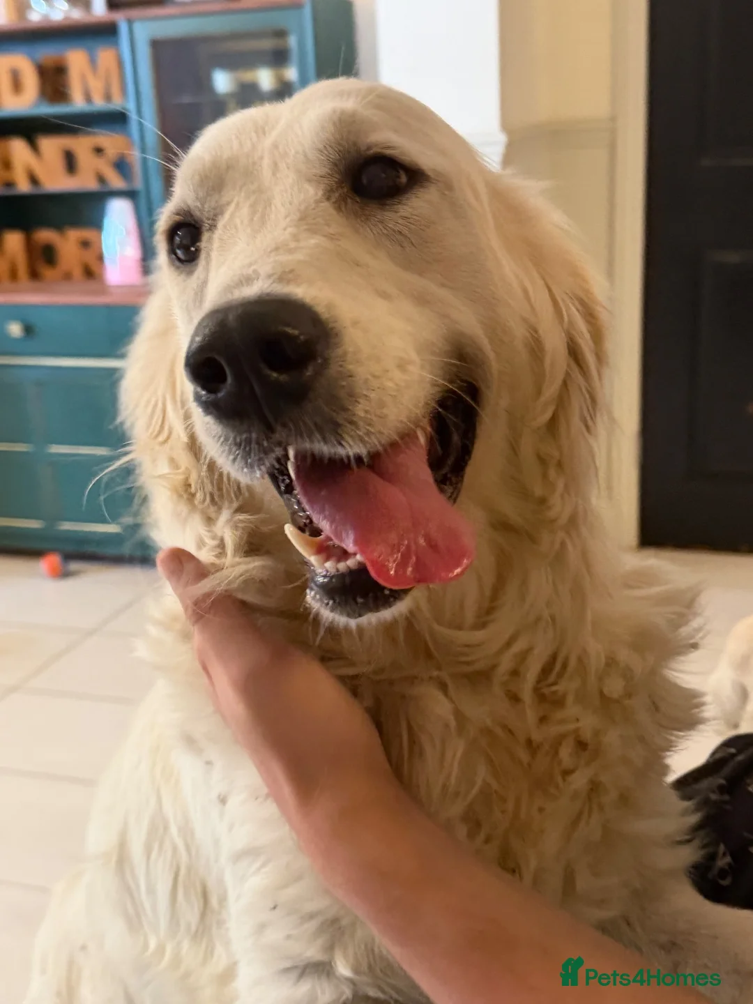 Golden Retriever dogs for sale: Beautiful KC Registered Golden Retriever Puppies in Wisbech - Advert 25
