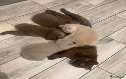British Shorthair cats for sale: CHUNKY PEDIGREE BSH CHOC/CREAM/FAWN/TORTE KITTENS  in Birmingham - Image 5