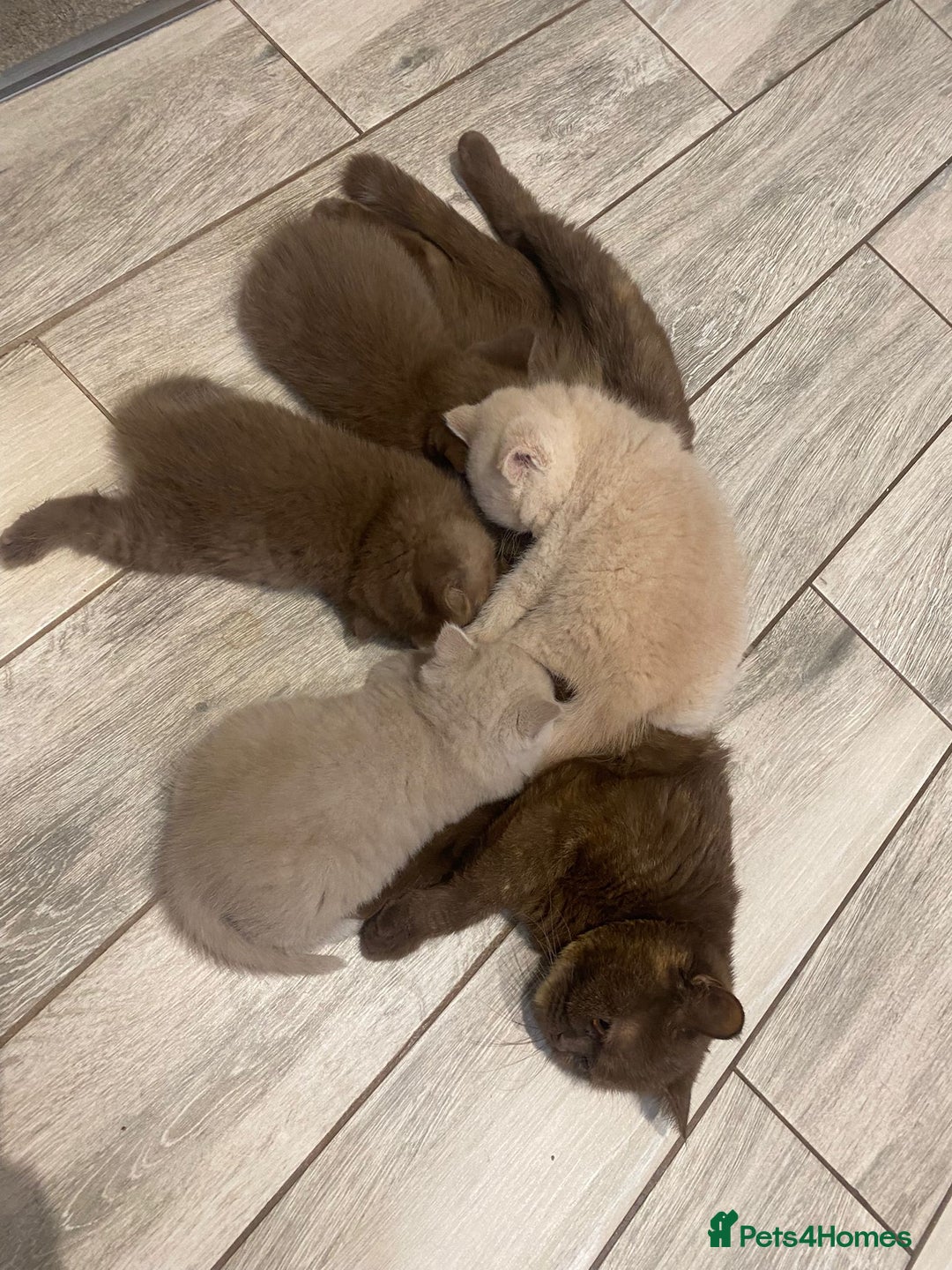 British Shorthair cats for sale: CHUNKY PEDIGREE BSH CHOC/CREAM/FAWN/TORTE KITTENS  in Birmingham - Image 5